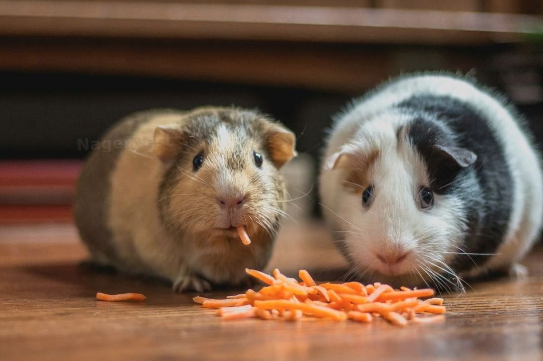 5 einfache Beschäftigungsideen für neugierige Hamster