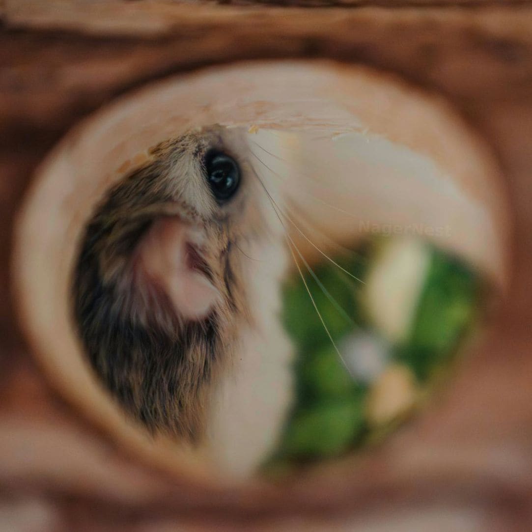 Pflege- und Haltungszubehör für Hamster
